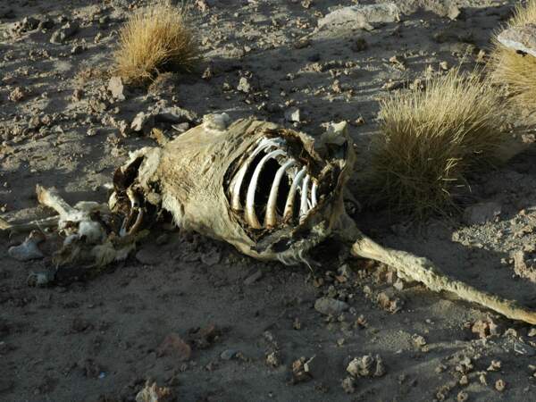 Bolivie, animal mort 