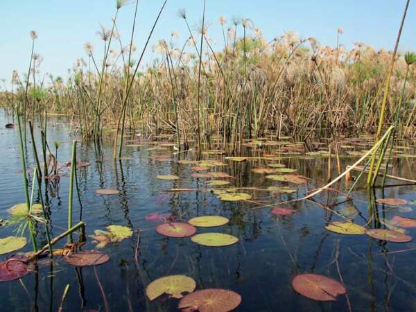 Flore du delta de l’Okavango, au Botswana