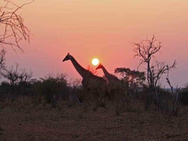 Girafes dans le coucher du soleil, dans le parc de Chobe, au Botswana