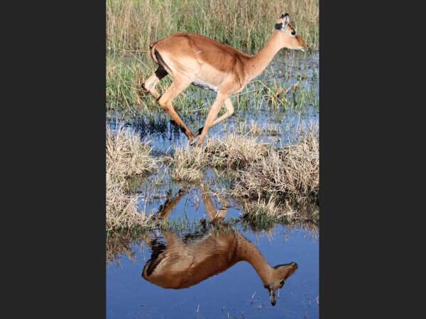 Reflet d’une impala dans le parc de Chobe, au Botswana
