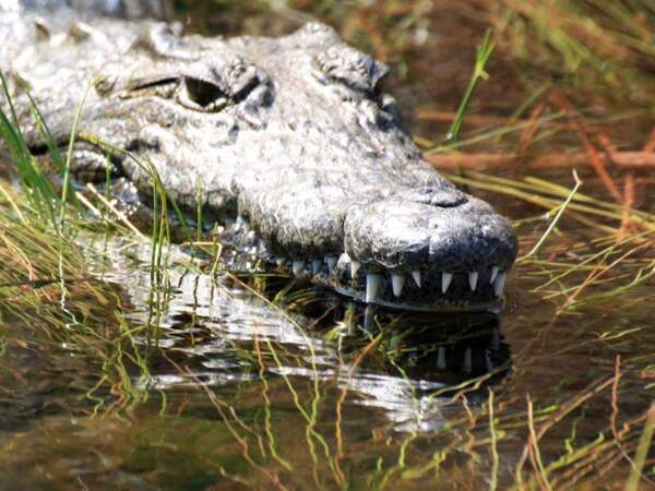 Un crocodile dans les eaux du delta de l’Okavango, au Botswana