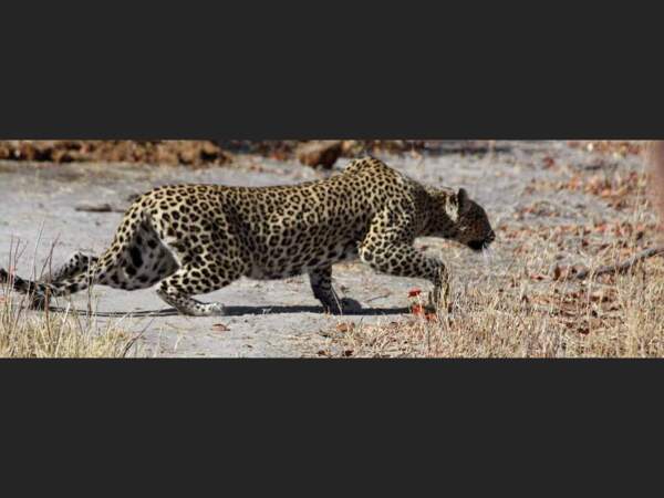 Un léopard en chasse dans le parc national de Moremi, au Botswana