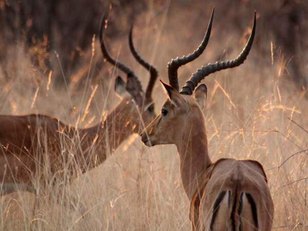 Une colonie d’impalas dans le delta de l’Okavango, au Botswana