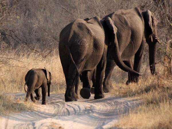 Une famille d’éléphants au Botswana