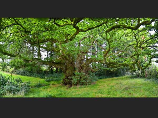 Ce chêne est vieux de plus d'un millénaire (Finistère, Bretagne).