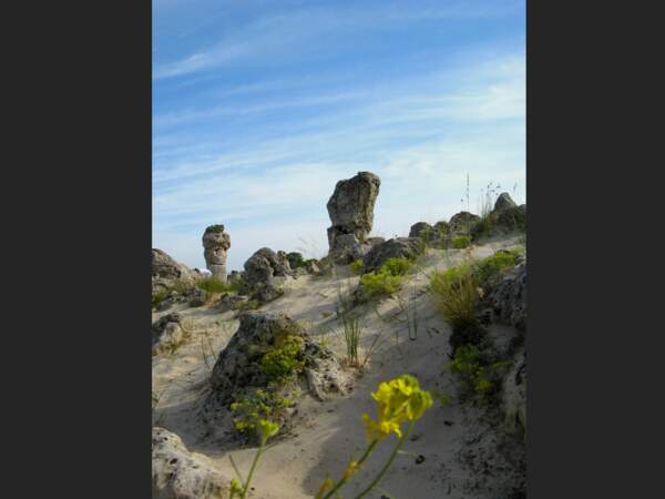 Les rochers travaillés par l'érosion à Pobitite Kamany, en Bulgarie.