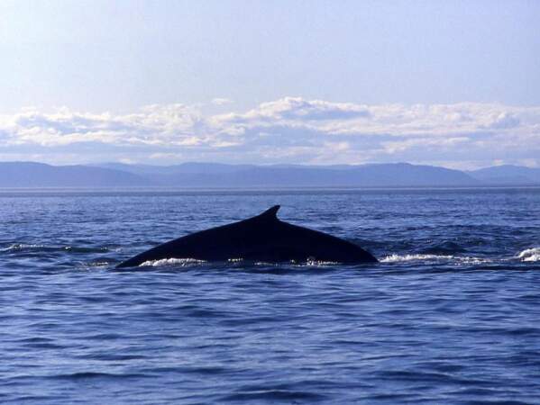 Des baleines à bosse, Tadoussac, au Canada