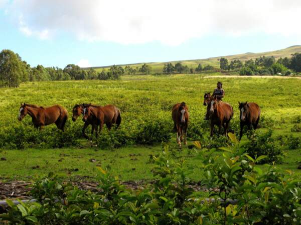 Groupe de chevaux sur l’Île de Pâques