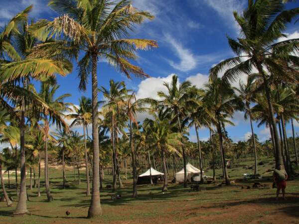 Les cocotiers de l’Île de Pâques