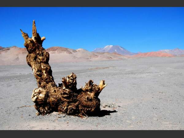 Un arbre aux formes inquiétantes au milieu du désert, au nord du Chili.