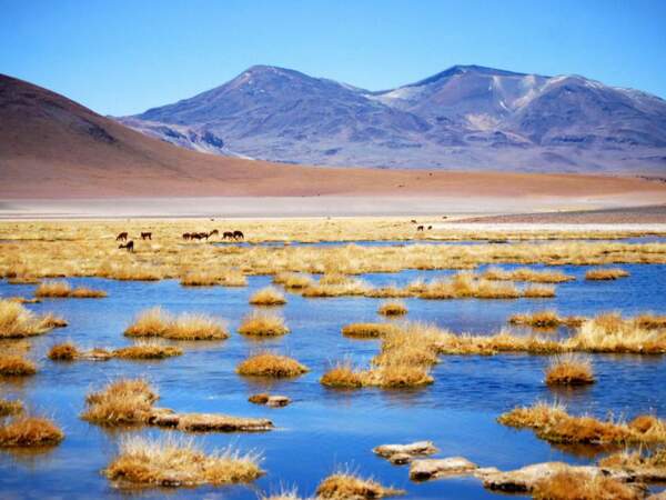 Des vigognes paissent dans une lagune au pied des montagnes, au Chili.