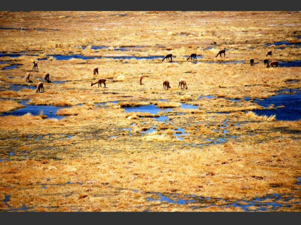 Un troupeau de vigognes, dans les alentours d'El Tatio, au Chili.
