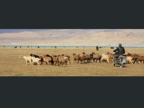 Un berger rabat son troupeau, dans le Xinjiang, en Chine.