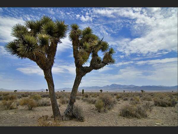 Des arbres de Josué, rendus célèbres par l’album de U2 « Joshua Tree » (Nevada, Etats-Unis).