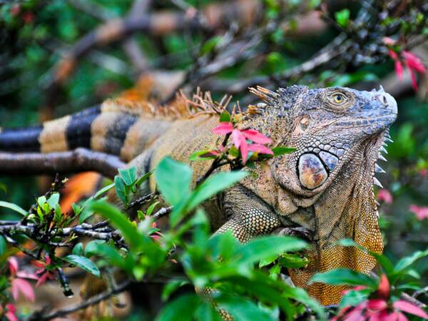 Sur son arbre perché, l'iguane reste impassible