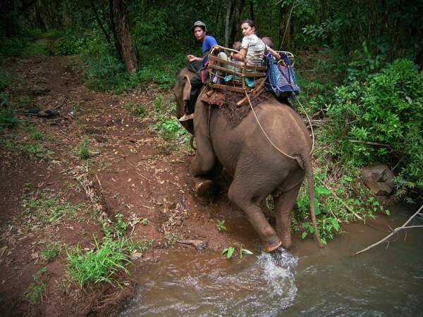 A dos d'éléphants au Cambodge