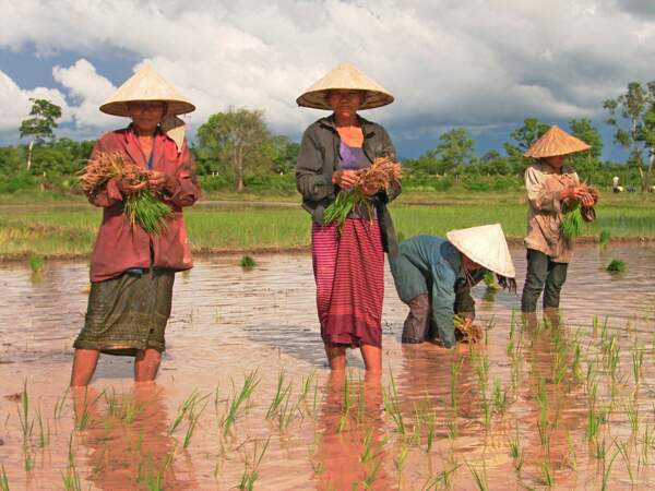 Repiquage du riz au Laos