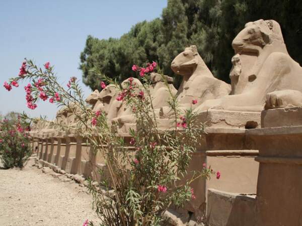 L’allée des sphinx à Louxor, en Egypte