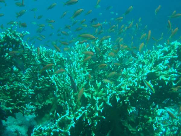 Récif corallien de la Mer Rouge, en Egypte