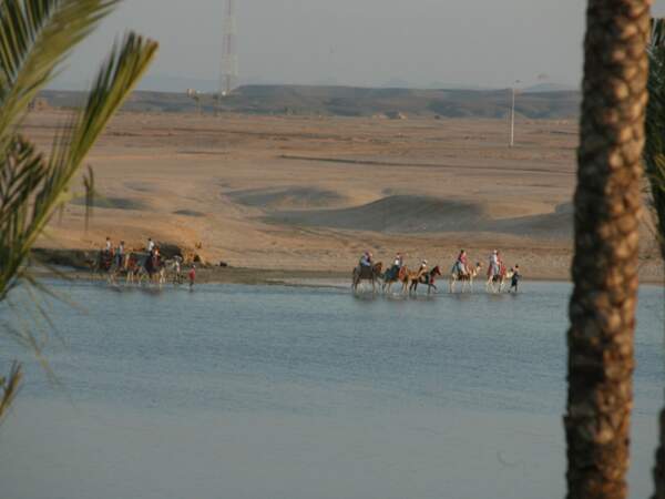 Promenade en chameau le long de la Mer Rouge, à Port Ghalib en Egypte