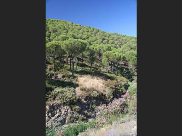 Forêt dans la Sierra Aracena, en Andalousie, Espagne