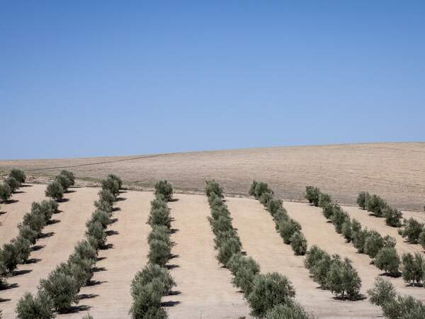 Champ d’oliviers en Andalousie, en Espagne