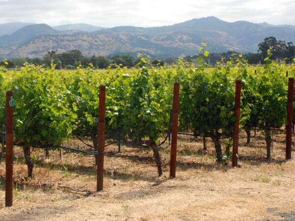 La Napa Valley produit des vins de grande qualité. 