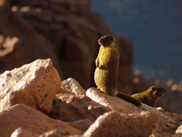 Marmottes sur le Pikes Peak dans le Colorado, aux Etats-Unis