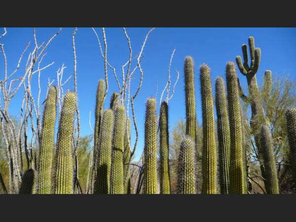 L'Organ Pipe Cactus National Monument, sur la route 86 en Arizona, est une zone semi-désertique hérissée de cactus de toutes sortes (Etats-Unis).