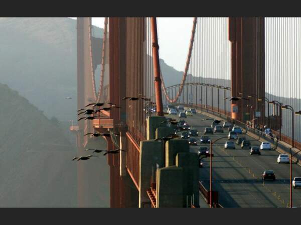 Vol de pélicans au-dessus du Golden Gate Bridge à San Francisco, aux Etats-Unis. 