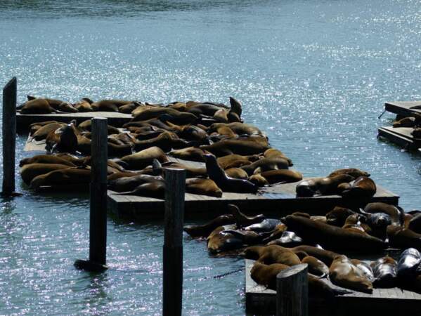 Lions de mer sur les quais de San Francisco, aux Etats-Unis. 