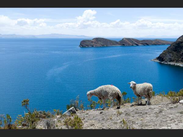 Des moutons escaladent la Roca Sagrada au nord de l'Isla del Sol sur le lac Titicaca, en Bolivie.