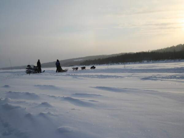 Randonnée en chiens de traîneau aux alentours de Rovaniemi, en Laponie finlandaise