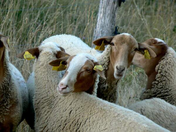 Des moutons égarés dans la région du Larzac