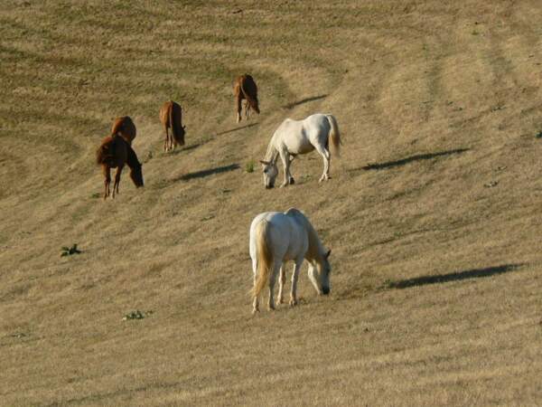 Des chevaux dans la région du Larzac