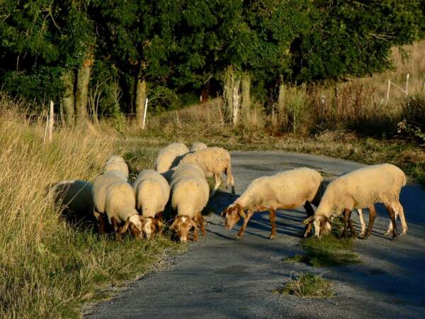 Des moutons égarés dans la région du Larzac