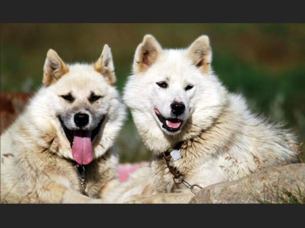 Les chiens du Groenland sont une des races canines les plus anciennes du monde.
