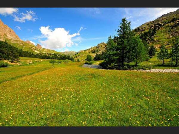 Les pâturages verts et fleuris de la vallée de la Clarée, dans les Hautes-Alpes (France).
