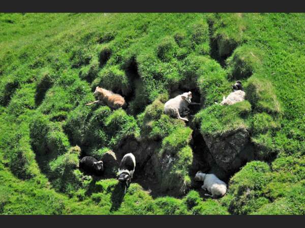 Moutons à Mykines, aux Îles Féroé