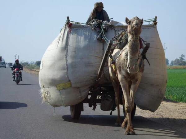 Dromadaire sur une route du Marwar, Rajasthan, Inde