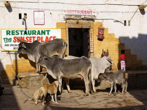 Vaches devant un restaurant de Jaisalmer, Rajasthan, Inde