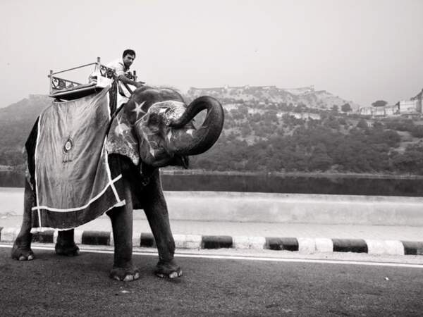 Un homme sur le dos d’un éléphant, entre Amber et Jaipur, Inde