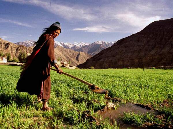 Cette femme travaille dans une rizière du Ladakh, en Inde, à plus de 3 000 mètres d’altitude.