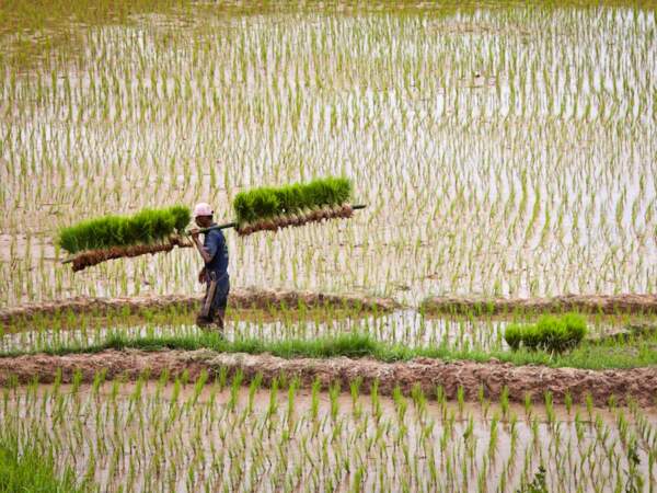 Culture du riz sur l’île de Sulawesi, en Indonésie
