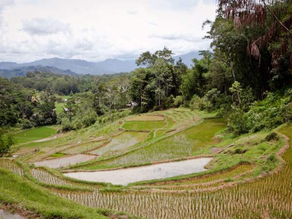 Rizières en terrasses sur l’île de Sulawesi, en Indonésie