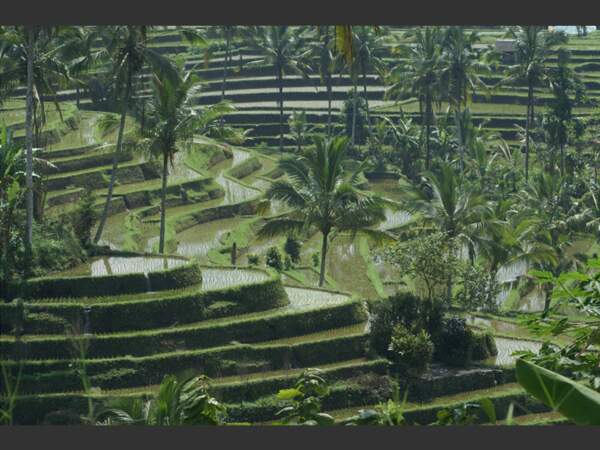 Les rizières de Jatiluwih à Bali, en Indonésie.