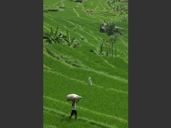 Un paysan porte un sac de riz à Bali, en Indonésie.