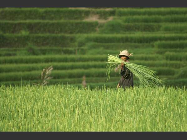 Un paysan dans des rizières à Bali, en Indonésie.