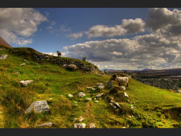 Ces moutons se sont approprié le village fantôme de Slievemore, sur l’île d’Achill, en Irlande.