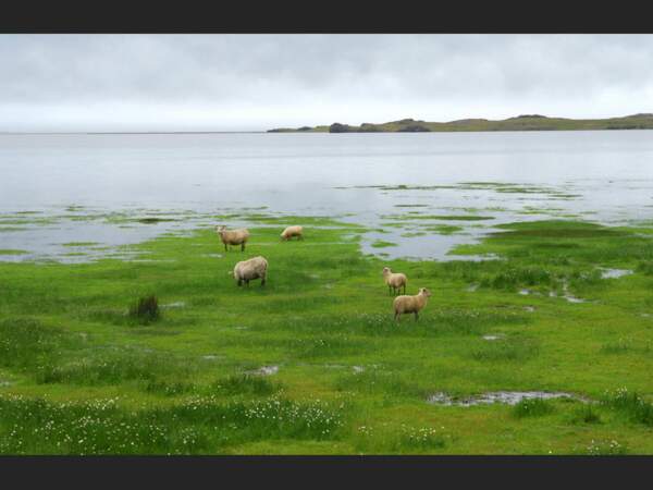 Entre Jökulsárlón et Egilsstaðir, en Islande, ces moutons semblent marcher sur l'eau.